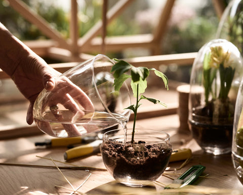 Invite Nature & Create your Urban Garden