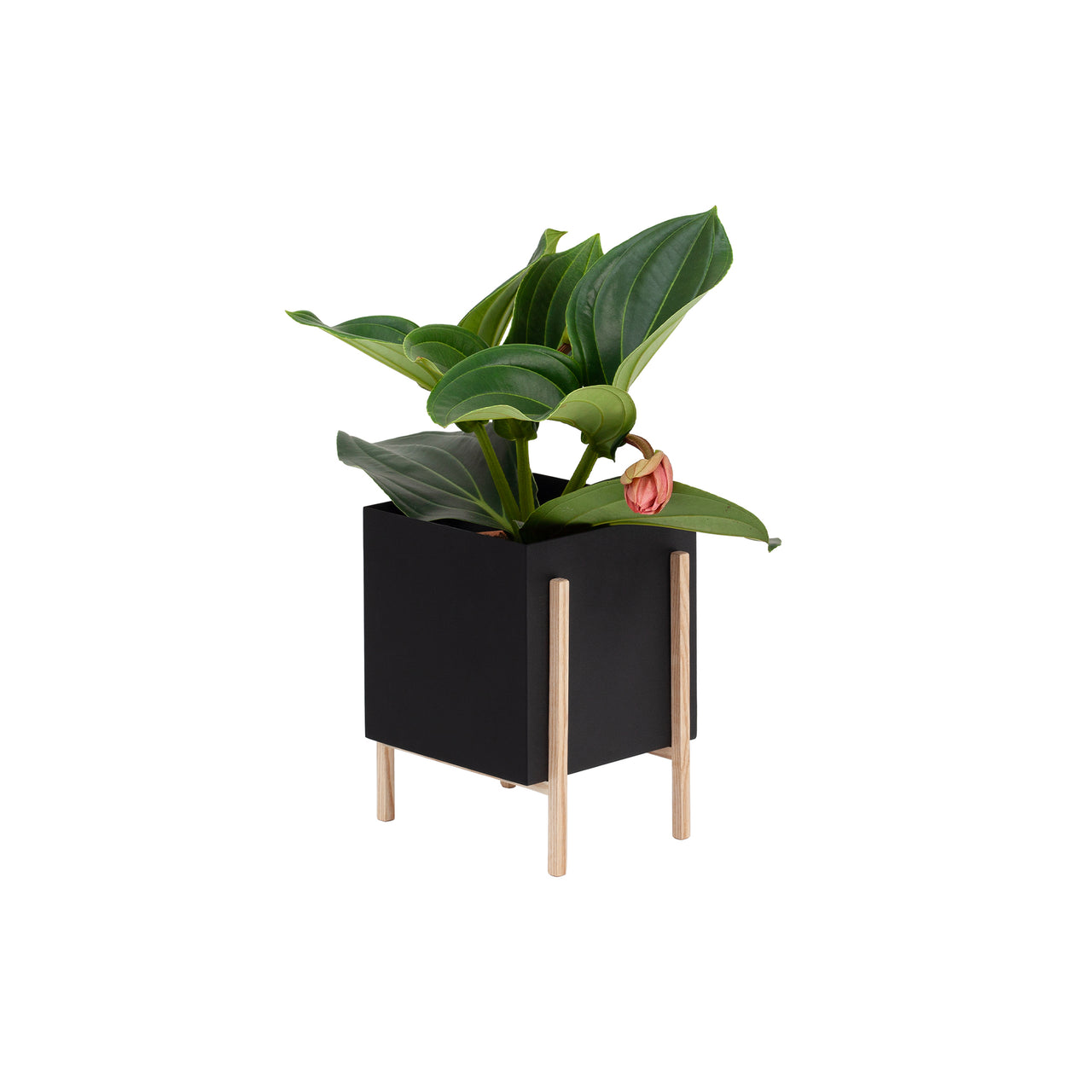 Botanic